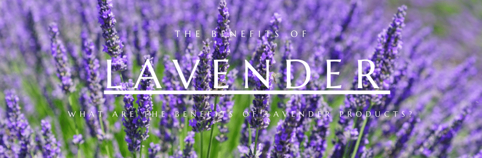 Benefits of Lavender for Sleeping